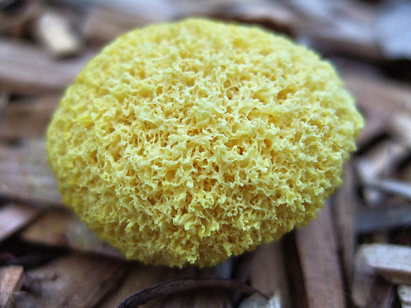 Yellow slime mould detail
