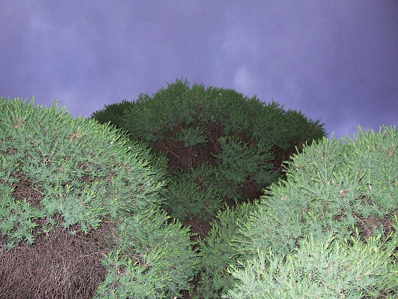 Three greens
