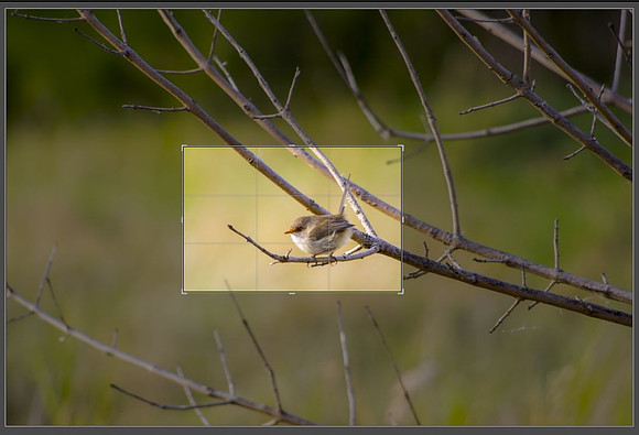 Female Blue Wren crop indication