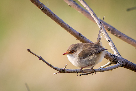 Female Blue Wren
