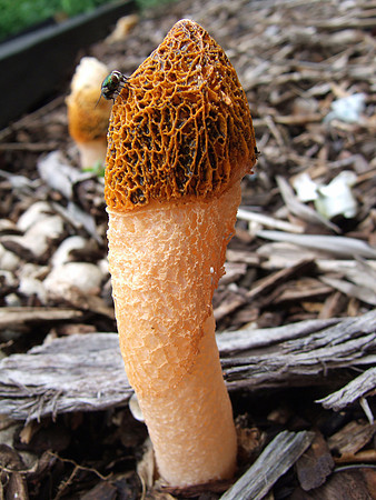 Phallic mushroom detail