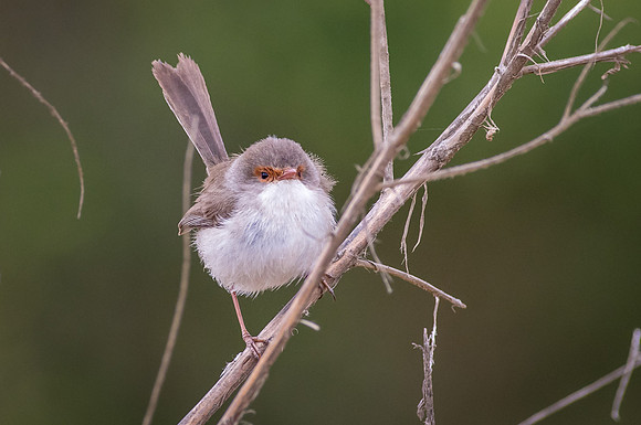 Female Blue Wren on twig