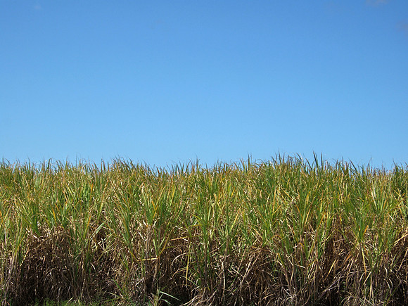 Sugarcane blue