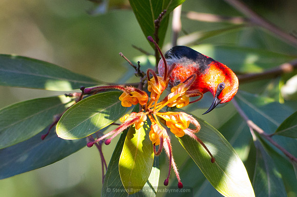 Scarlet Honeyeater w. 'Orange Marmalade' Grevillea flower
