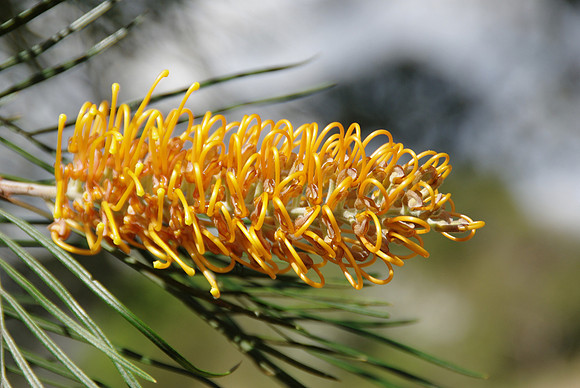 Honeydew grevillea