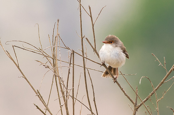 Female Blue Wren on twig