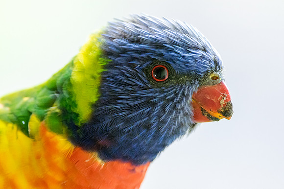 minimum focus distance rainbow lorikeet