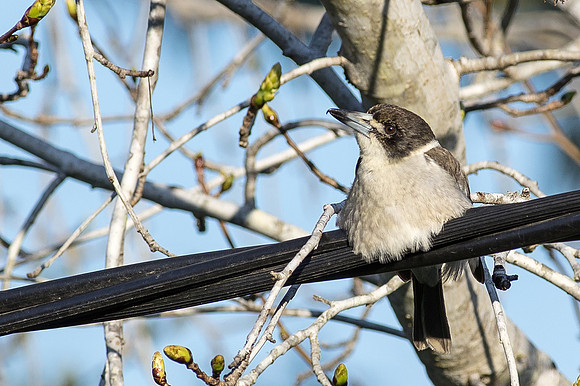Squatting Butcherbird