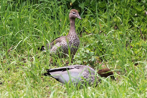 Grazing Wood duck pair