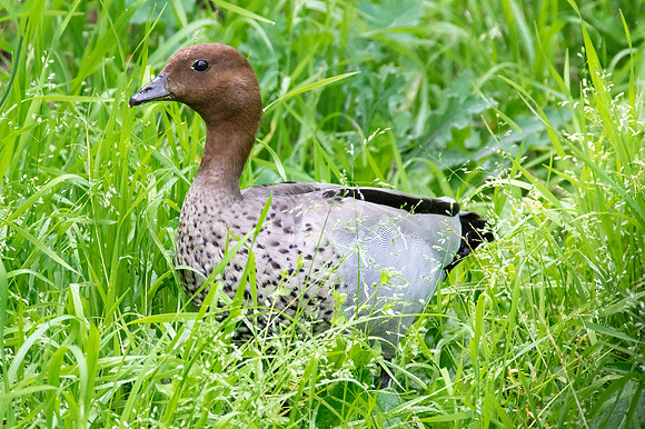 Male Wood duck grazing