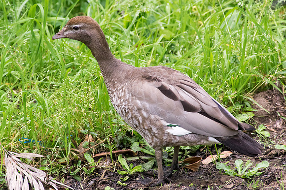 Female Wood duck