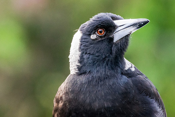 Magpie w. tick 1