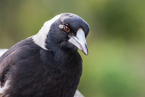 Magpie with tick near eye