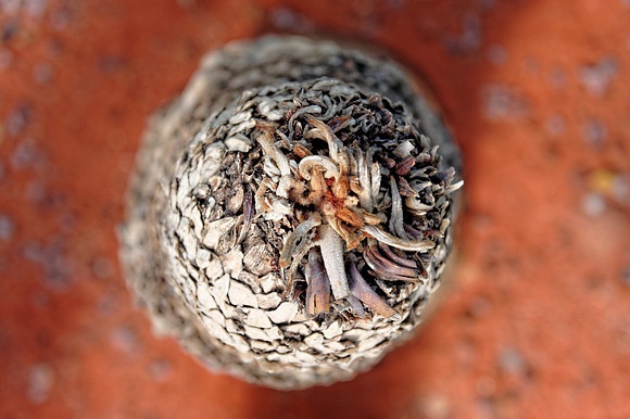 Fern tip