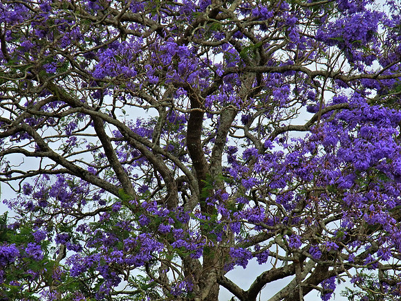 Jacaranda