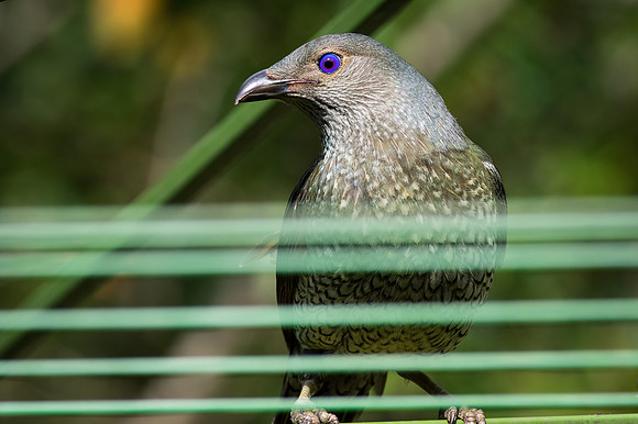 Bowerbird watching snake