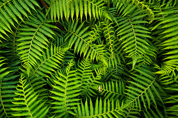 Fern fronds