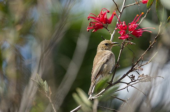 Female Scarlet honeyeater w. red grevillea