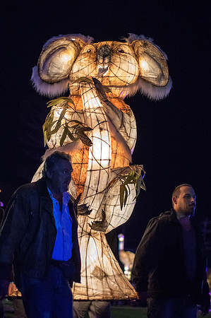 Koala lantern