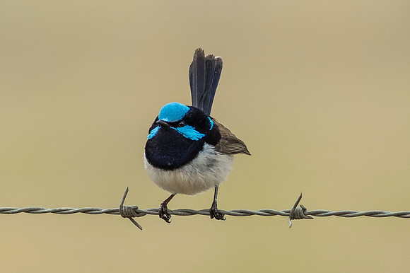 Male Blue Wren on barbed wire