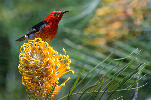 Scarlet honeyeater atop yellow grevillea