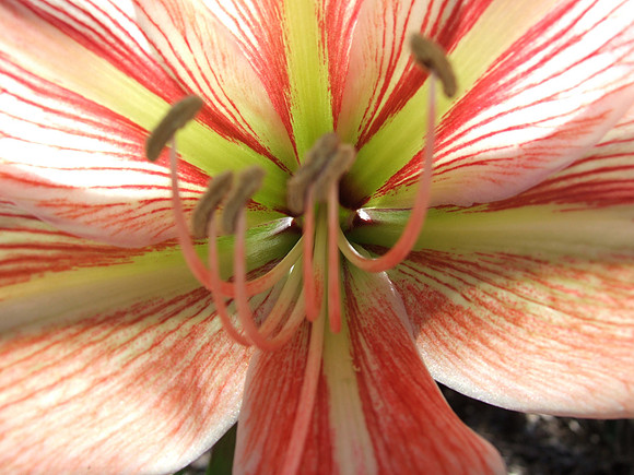 Stamen 3D