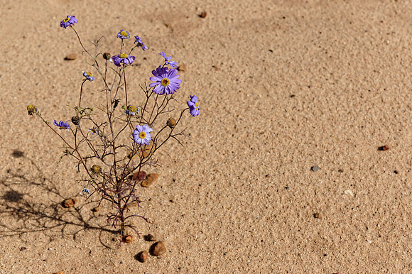 Lilac desert daisies
