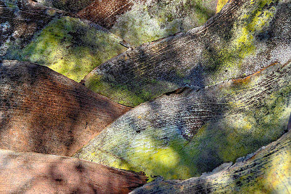 Palm tree detail.