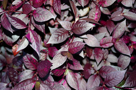 Purple patch