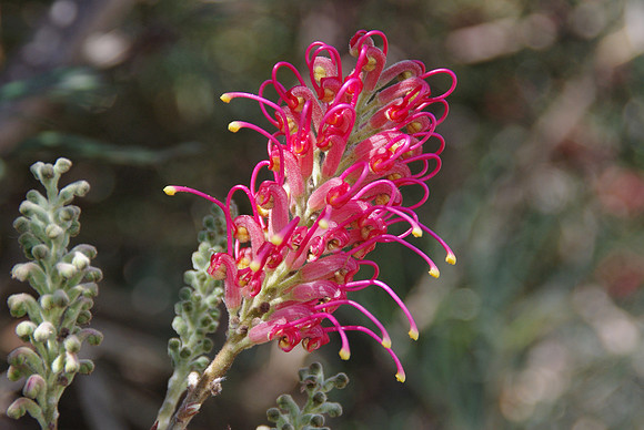 Red grevillea