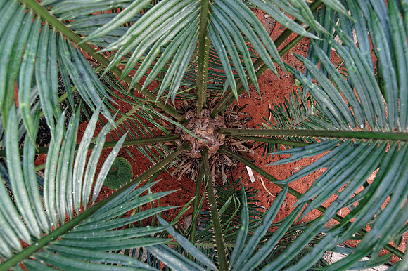 Large fern on red