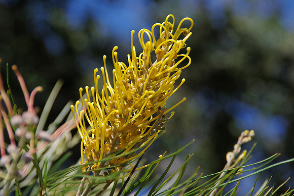 'Yamba Gold' grevillea