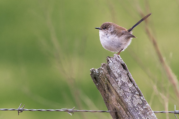 Fence post Wren