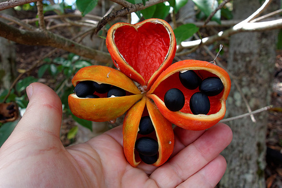 Peanut tree seed pod