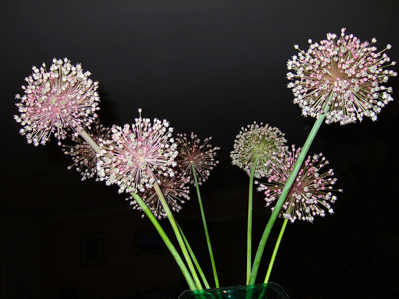 Flower fireworks