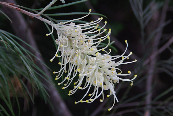 'Moonlight' grevillea