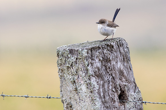 Blue Wren junior