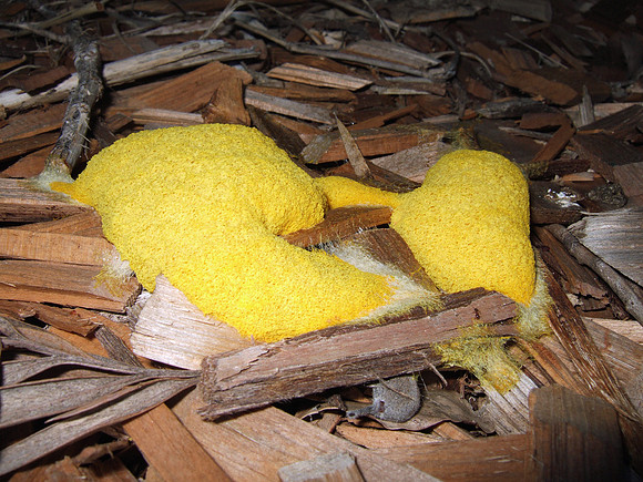 Yellow slime mould