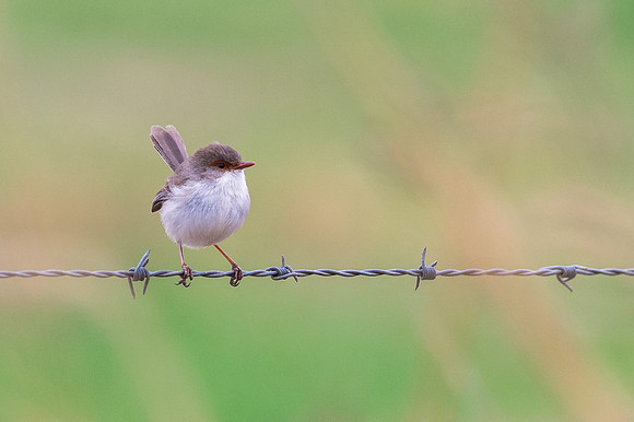 Blue Wren female