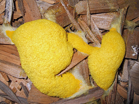 Yellow slime mould 2