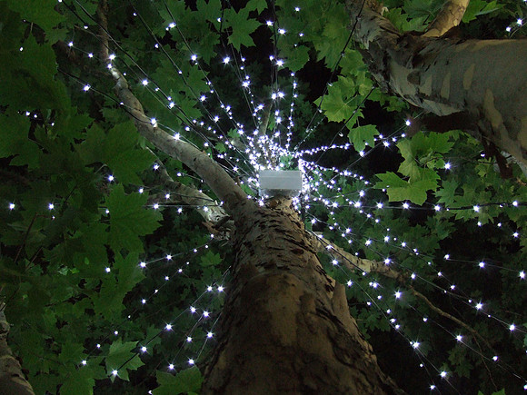Light tree