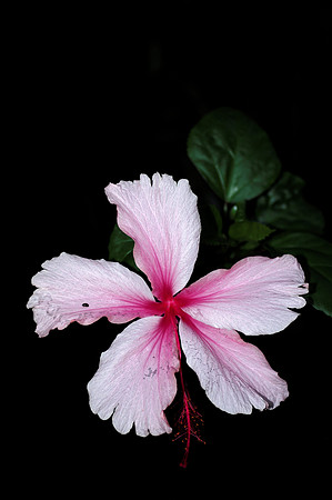 Pink flower