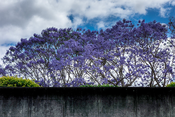 Jacaranda behind levee