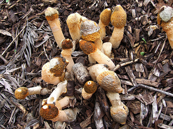 Phallic mushrooms