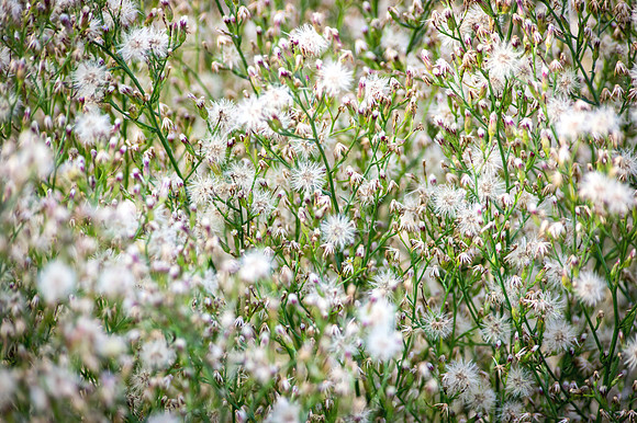 Flowering foliage