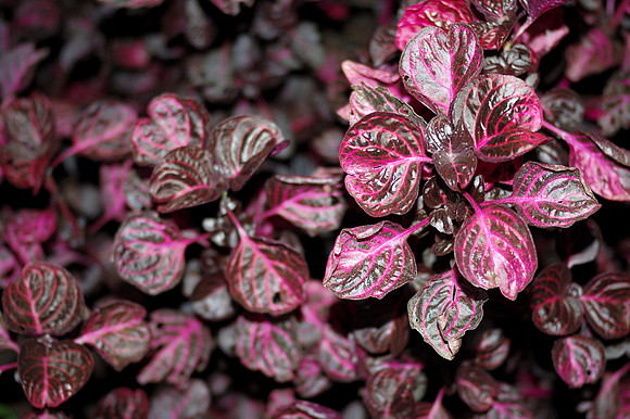 Magenta leaves