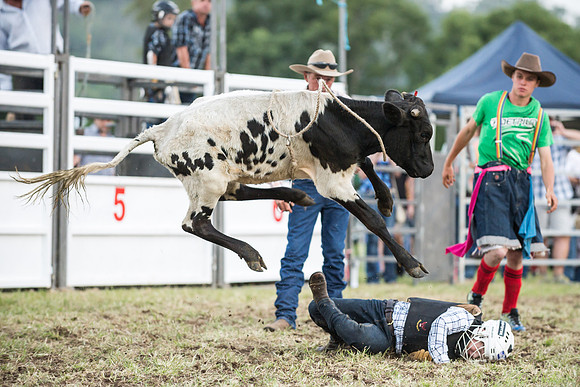 Poddy rider down