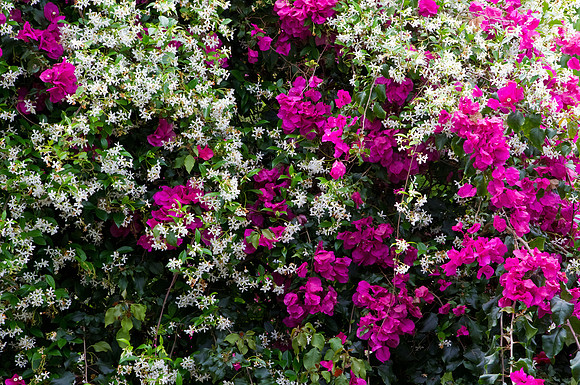 Pink Bougainvillea