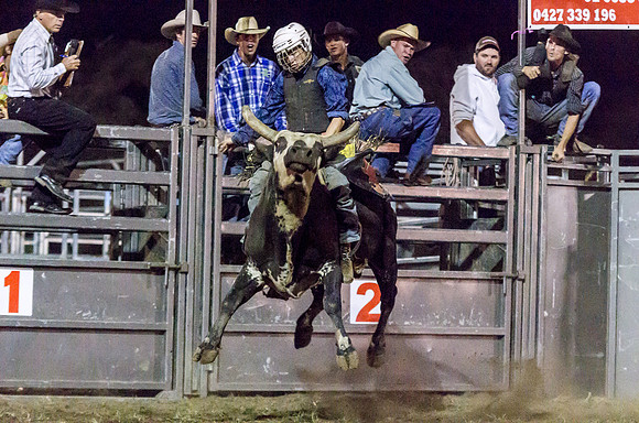 Blue junior 3 - Kyogle Show Rodeo 2013