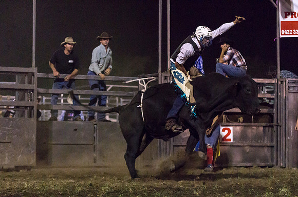 Black bull 1